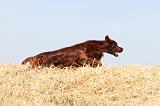 SETTER IRLANDAIS 055